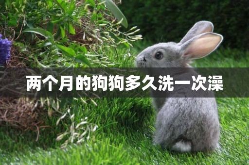 兩個月的狗狗多久洗一次澡