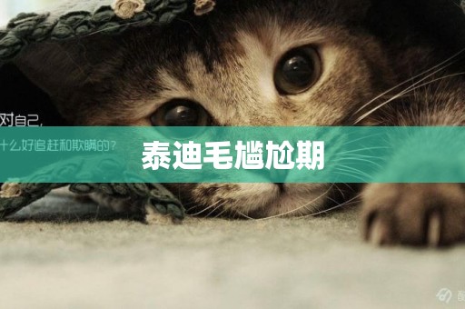 泰迪毛尷尬期