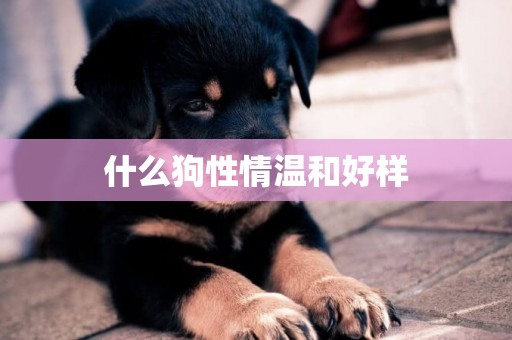 什么狗性情溫和好樣
