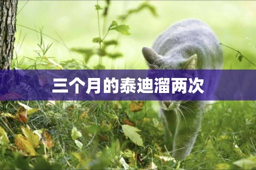 三個月的泰迪溜兩次