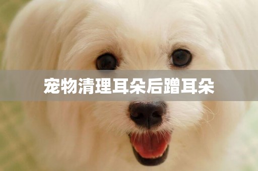 寵物清理耳朵后蹭耳朵