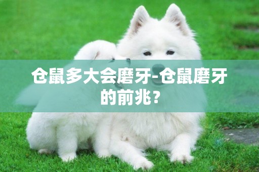 倉鼠多大會磨牙-倉鼠磨牙的前兆？