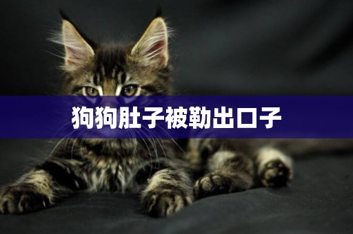 狗狗肚子被勒出口子