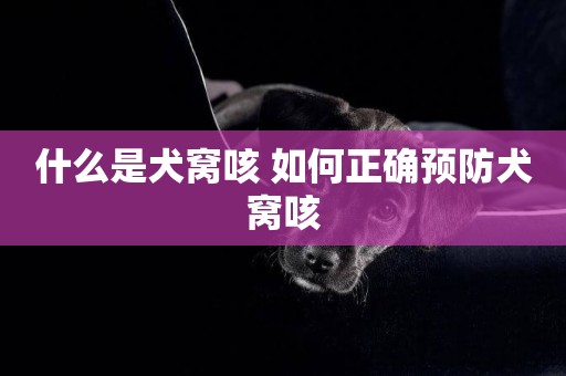 什么是犬窩咳 如何正確預防犬窩咳