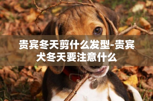貴賓冬天剪什么發型-貴賓犬冬天要注意什么