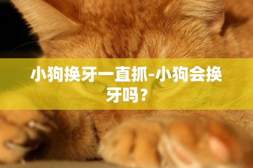 小狗換牙一直抓-小狗會換牙嗎？
