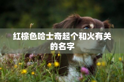 紅棕色哈士奇起個和火有關的名字