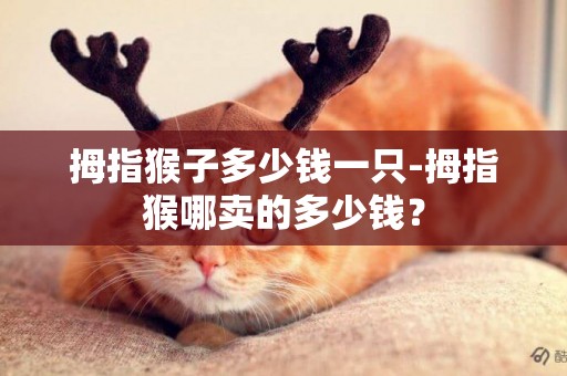 拇指猴子多少錢一只-拇指猴哪賣的多少錢？