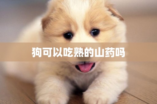 狗可以吃熟的山藥嗎