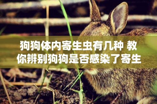 狗狗體內寄生蟲有幾種 教你辨別狗狗是否感染了寄生蟲