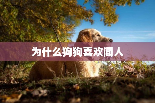 為什么狗狗喜歡聞人