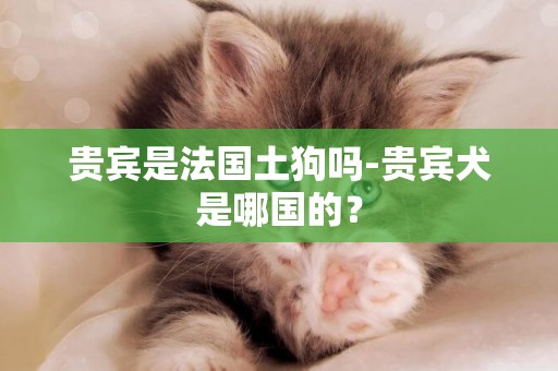 貴賓是法國土狗嗎-貴賓犬是哪國的？