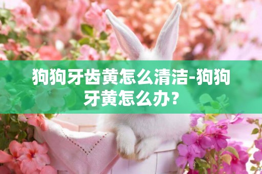 狗狗牙齒黃怎么清潔-狗狗牙黃怎么辦？