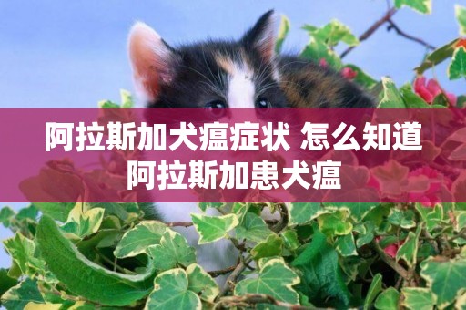 阿拉斯加犬瘟癥狀 怎么知道阿拉斯加患犬瘟