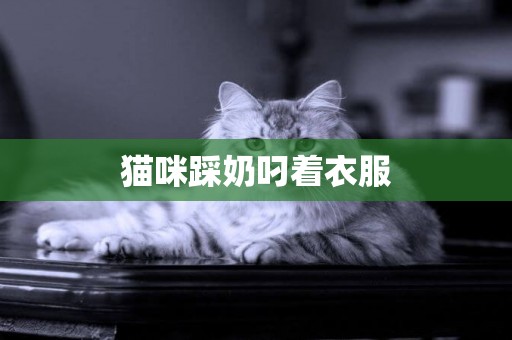 貓咪踩奶叼著衣服