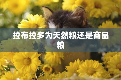 拉布拉多為天然糧還是商品糧