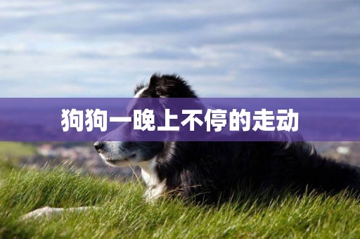 狗狗一晚上不停的走動