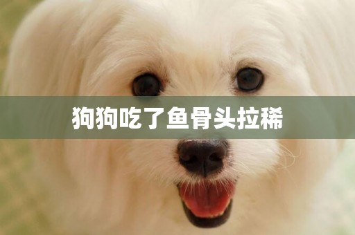狗狗吃了魚骨頭拉稀