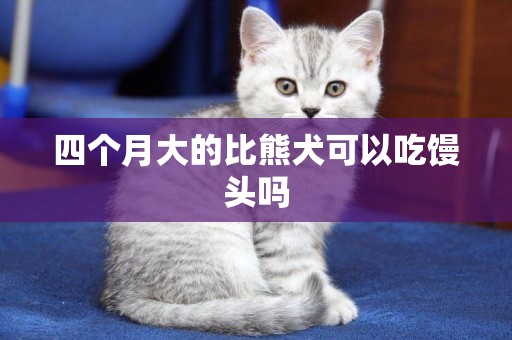 四個月大的比熊犬可以吃饅頭嗎
