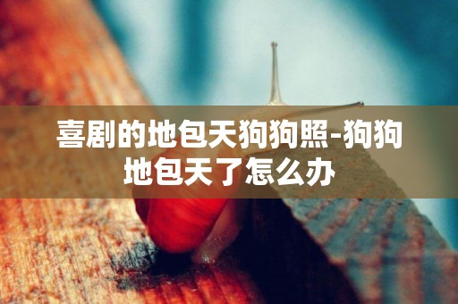 喜劇的地包天狗狗照-狗狗地包天了怎么辦