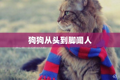 狗狗從頭到腳聞人