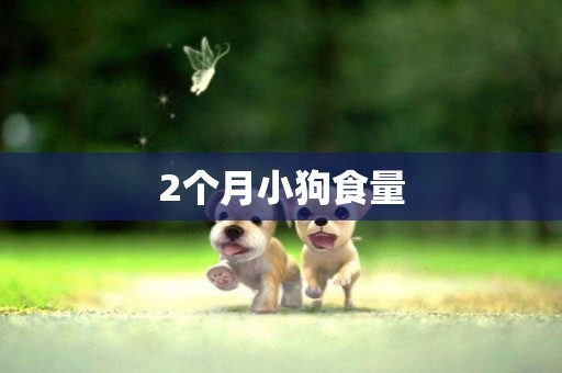 2個月小狗食量