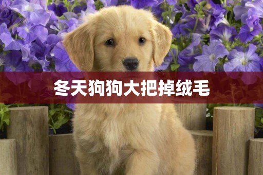 冬天狗狗大把掉絨毛