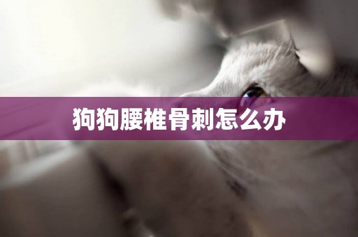 狗狗腰椎骨刺怎么辦