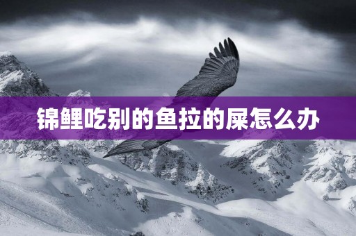 錦鯉吃別的魚拉的屎怎么辦