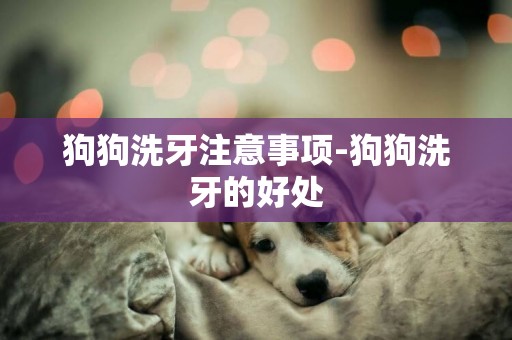 狗狗洗牙注意事項-狗狗洗牙的好處