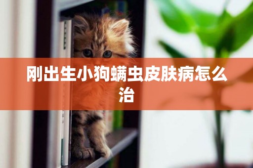 剛出生小狗螨蟲皮膚病怎么治