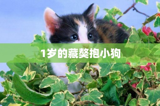 1歲的藏獒抱小狗