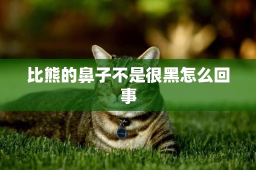 比熊的鼻子不是很黑怎么回事