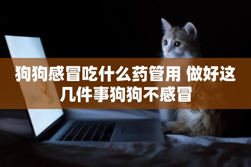 狗狗感冒吃什么藥管用 做好這幾件事狗狗不感冒
