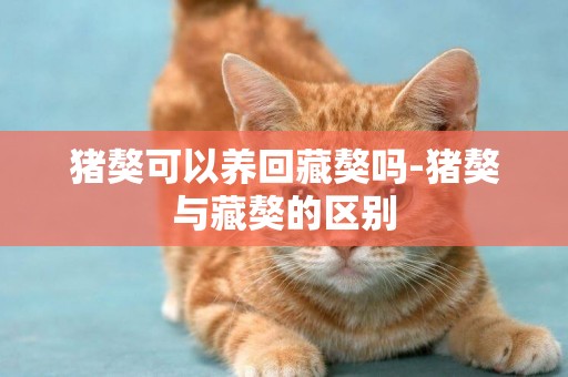 豬獒可以養回藏獒嗎-豬獒與藏獒的區別