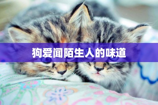 狗愛聞陌生人的味道