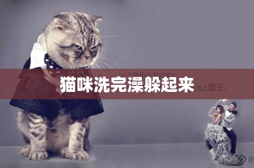貓咪洗完澡躲起來