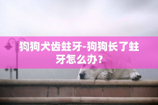 狗狗犬齒蛀牙-狗狗長了蛀牙怎么辦？