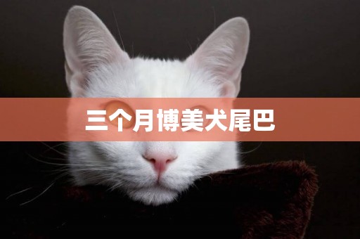 三個月博美犬尾巴