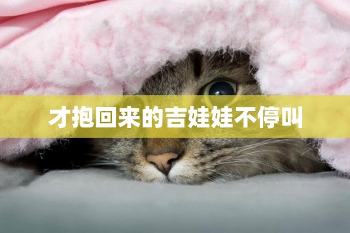 才抱回來的吉娃娃不停叫