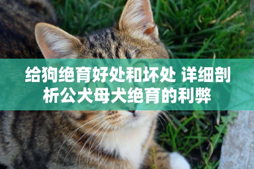 給狗絕育好處和壞處 詳細剖析公犬母犬絕育的利弊
