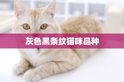 灰色黑條紋貓咪品種