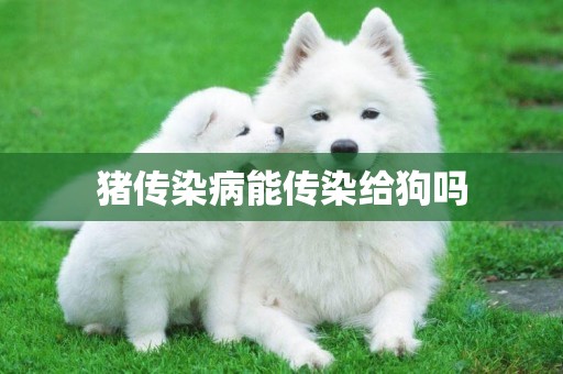 豬傳染病能傳染給狗嗎