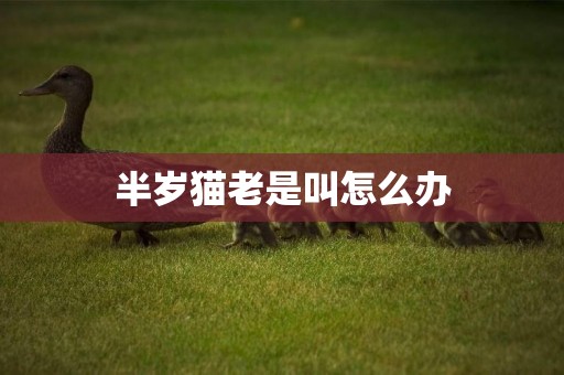 半歲貓老是叫怎么辦