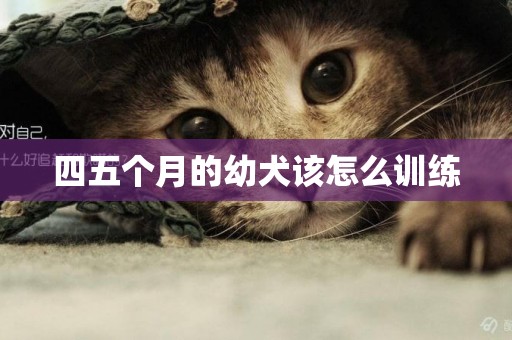 四五個月的幼犬該怎么訓練