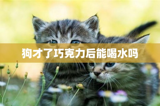 狗才了巧克力后能喝水嗎