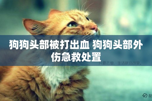 狗狗頭部被打出血 狗狗頭部外傷急救處置