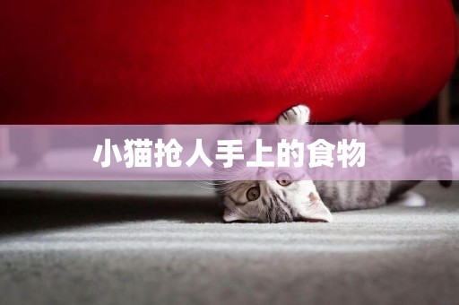 小貓搶人手上的食物