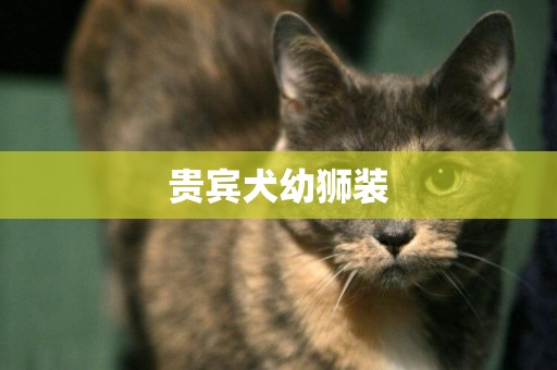 貴賓犬幼獅裝