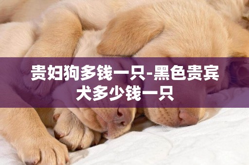 貴婦狗多錢一只-黑色貴賓犬多少錢一只